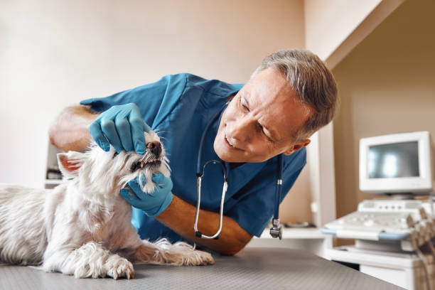 Best Emergency Dentist for Special Needs Patients in Lake Tansi, TN